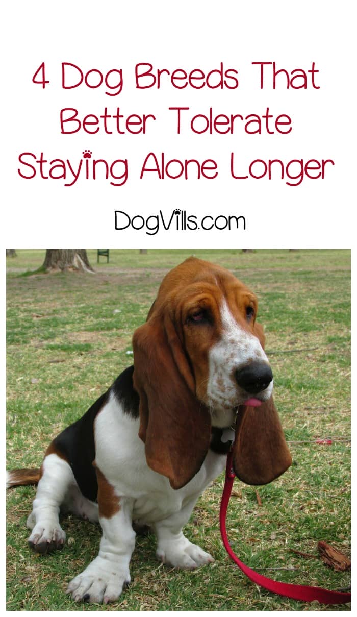 dog breeds that tolerate being alone