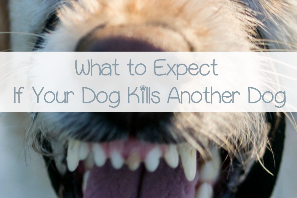 What Do You Do If Your Dog Kills Another Dog? DogVills