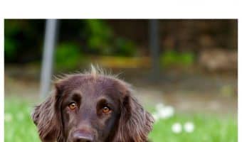 Love your dog but not all the hair he leaves behind on your favorite black pants? Check out our tips for how to get rid of dog hair on clothes!
