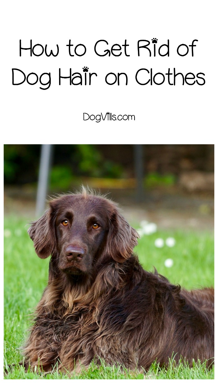How to Get Rid of Dog Hair on Clothes - DogVills