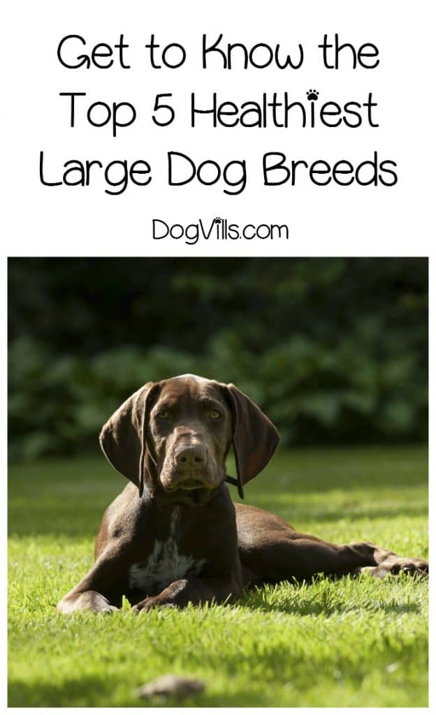 healthiest large breed dogs