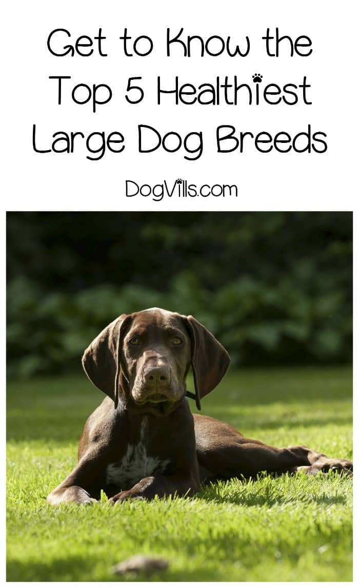 What Are the Most Healthy Dog Breeds? - DogVills