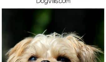 Keep Fido’s chompers healthy with our tips on how to brush your dog’s teeth, including video tutorials!