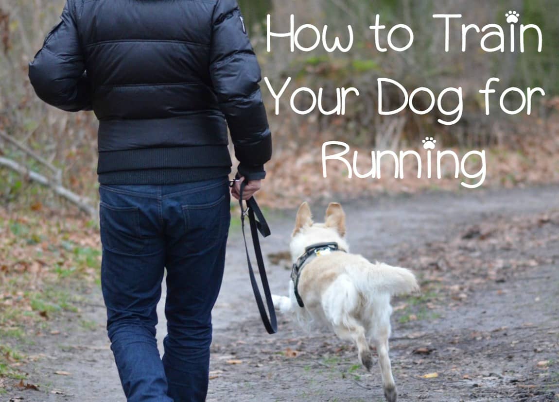 Tips for How to Train Your Dog For Running DogVills