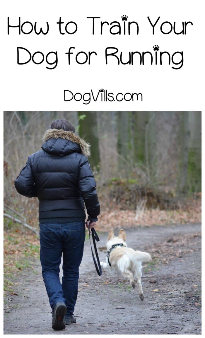 Tips for How to Train Your Dog For Running DogVills