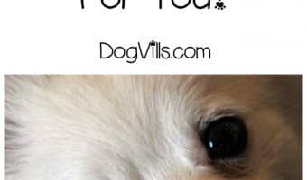Looking for a cute teddy bear of a dog that's a cross between a Chihuahua and a Pomeranian? See if the Pomchi is right for you!