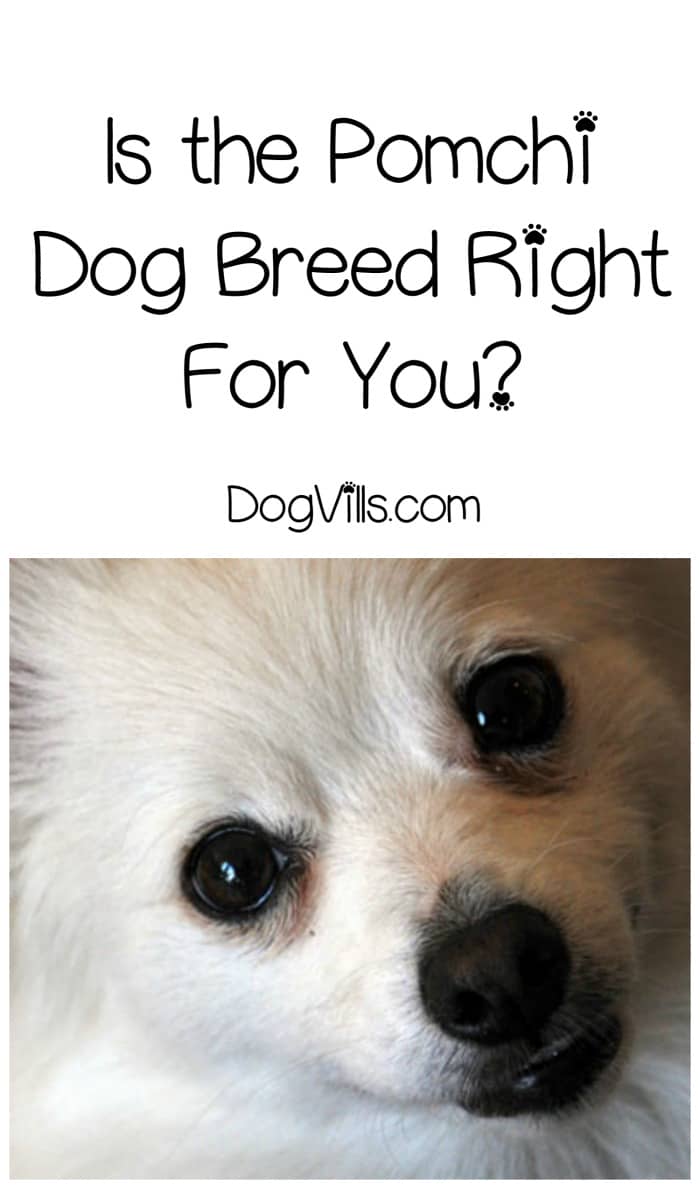Is The Pomchi Dog Breed Right For You Dogvills