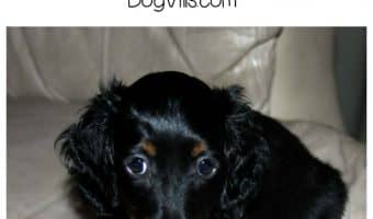 Hybrid dog breeds are super popular right now, and for good reason! While these four may be strange mixes, they’re definitely adorable! Check them out!