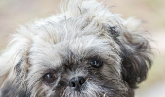 Looking for adoption tips to find a healthy hypoallergenic dogs? Check out the top ten healthiest dogs that don’t shed!