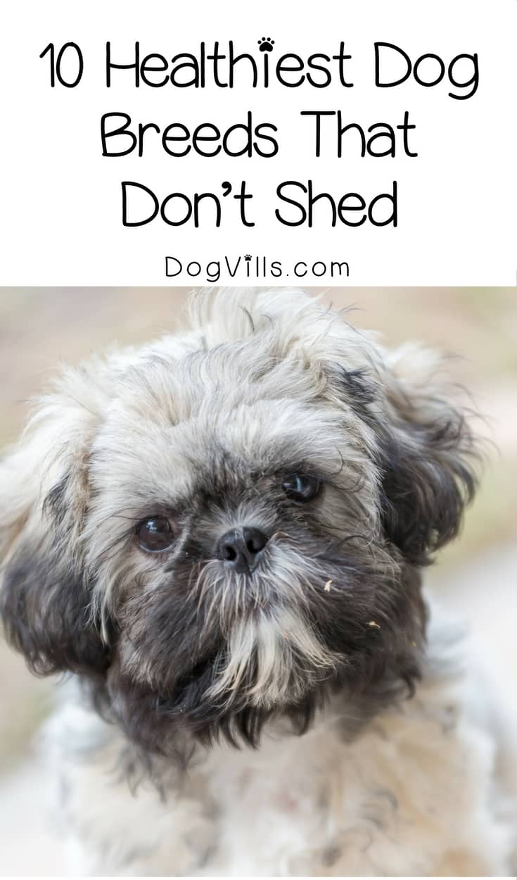 10 Healthiest Dog Breeds That Don't Shed - DogVills