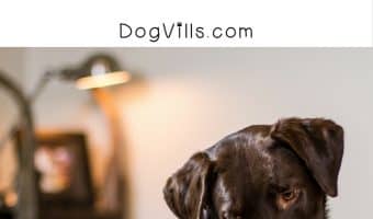 Want to stop co-sleeping with Fido but he’s already used to being your sleepy time partner? Check out our tips to get your dog out of your bed!