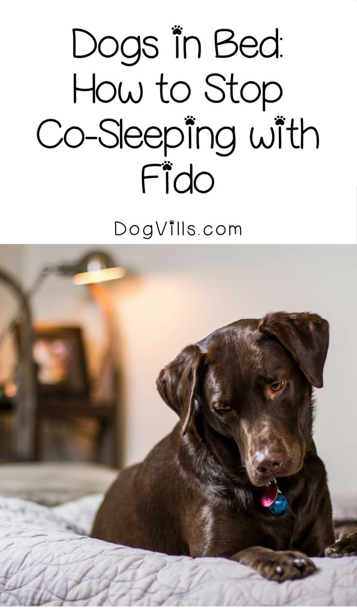 Dogs in Bed How to Stop CoSleeping with Fido DogVills