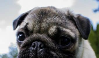 Do you know how much to feed a dog per day by weight? Check out our dog health tips for feeding Fido right!