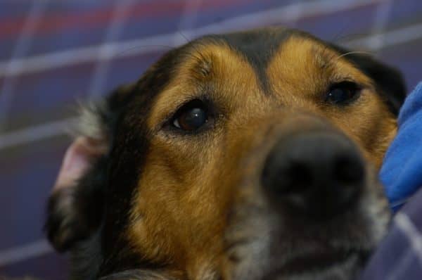 Yes, it's possible to love your dog too much! Check out the signs and find out if you're overdoing it!