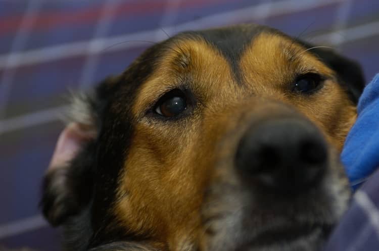 Yes, it's possible to love your dog too much! Check out the signs and find out if you're overdoing it!