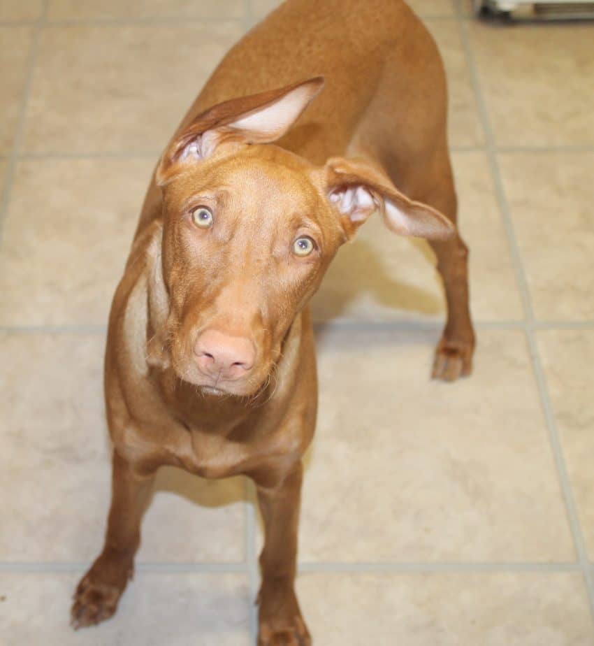 Yes, it's possible to love your dog too much! Check out the signs and find out if you're overdoing it!