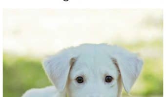 How long does it take for a rescue dog to adjust? That depends quite a bit on you! Check out our dog adoption tips to help ease the transition!