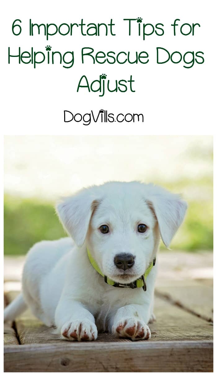 How Long Does it Take for a Rescue Dog to Adjust?