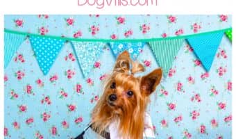 Plan a family summer vacation that includes the WHOLE family with these dog-friendly places! Check it out and get ready to travel!