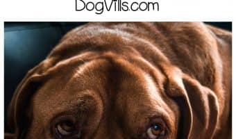 Wondering “how do I stop my dog from snoring?” You may not like the answer to this particular dog health question!