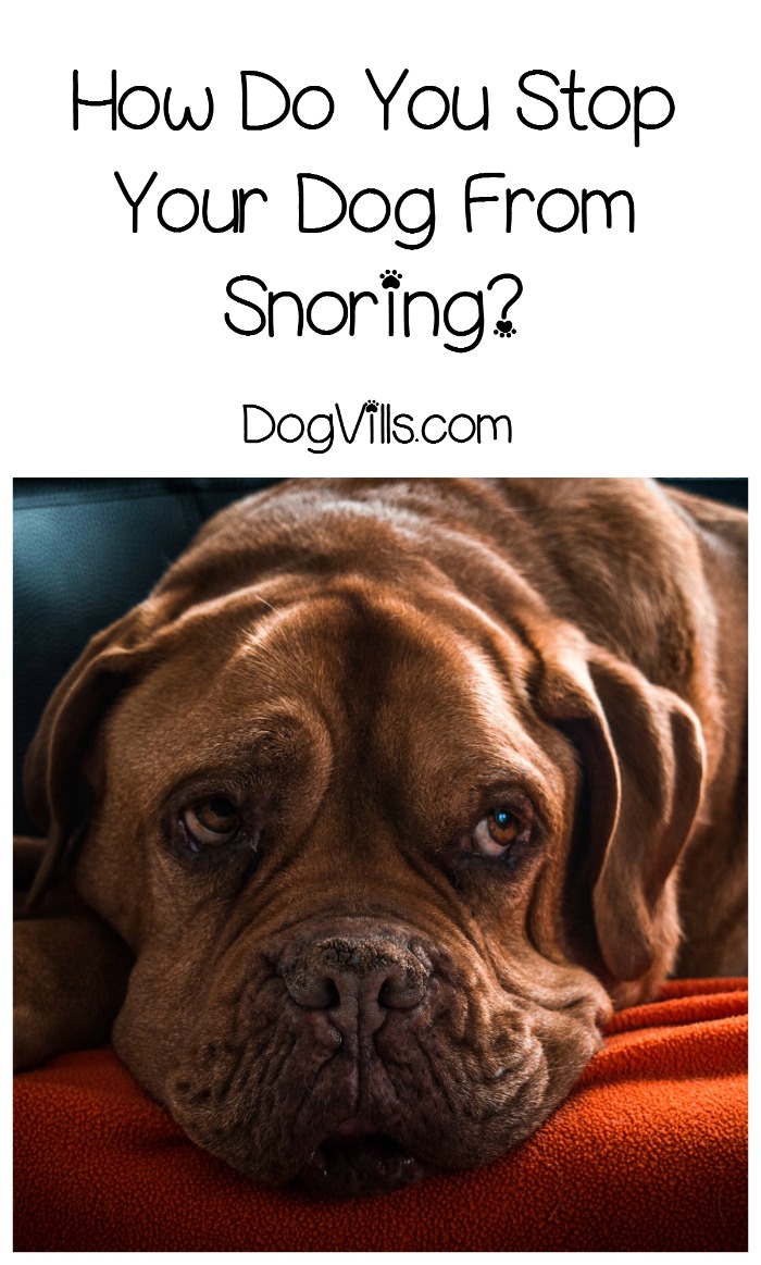stop dog snoring