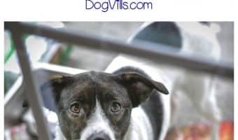 Doggy doors: are they a security risk to your family and your belongings? Find out just how safe these convenient dog accessories really are!