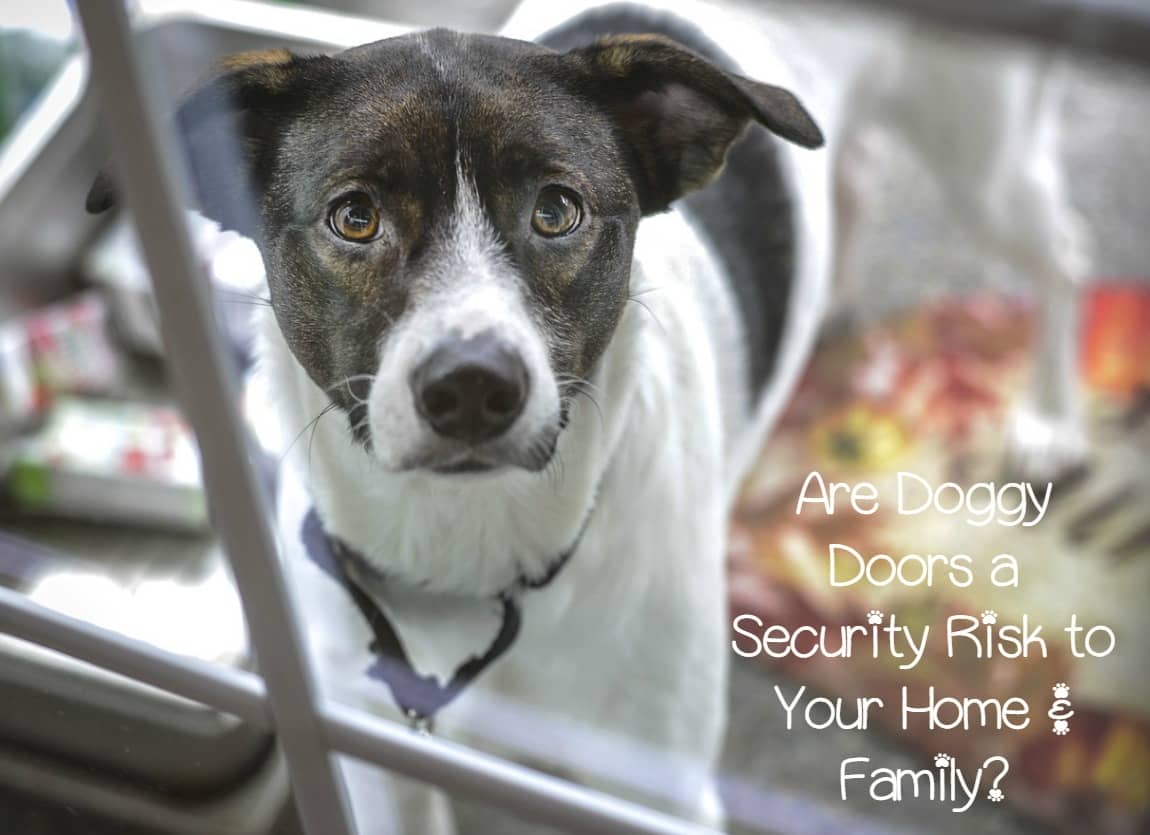 Are Doggy Doors a Security Risk to Your Family? DogVills