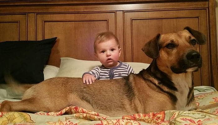 Dogs are family: cute dog pictures of pups with their family