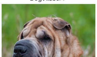 Knowing how to perform CPR on your dog is one of the most important skills to have. Check out our dog health tips to learn how to do it.