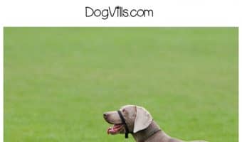 Wondering how to successfully introduce a rescue dog to your current dog? Check out our dog adoption tips!