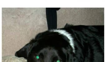 Yes, it's possible to love your dog too much! Check out the signs and find out if you're overdoing it!