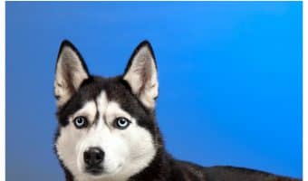 Discover why these pups are the most photogenic dog breeds! Talk about cute dog pictures overload! See it now!