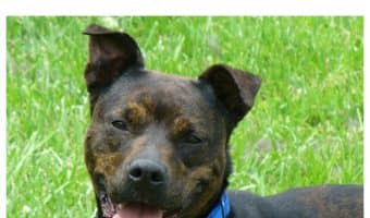 Need a pick me up? These 16 adorable pitbull pics will do the trick, especially if you love dog humor! Check them out now!