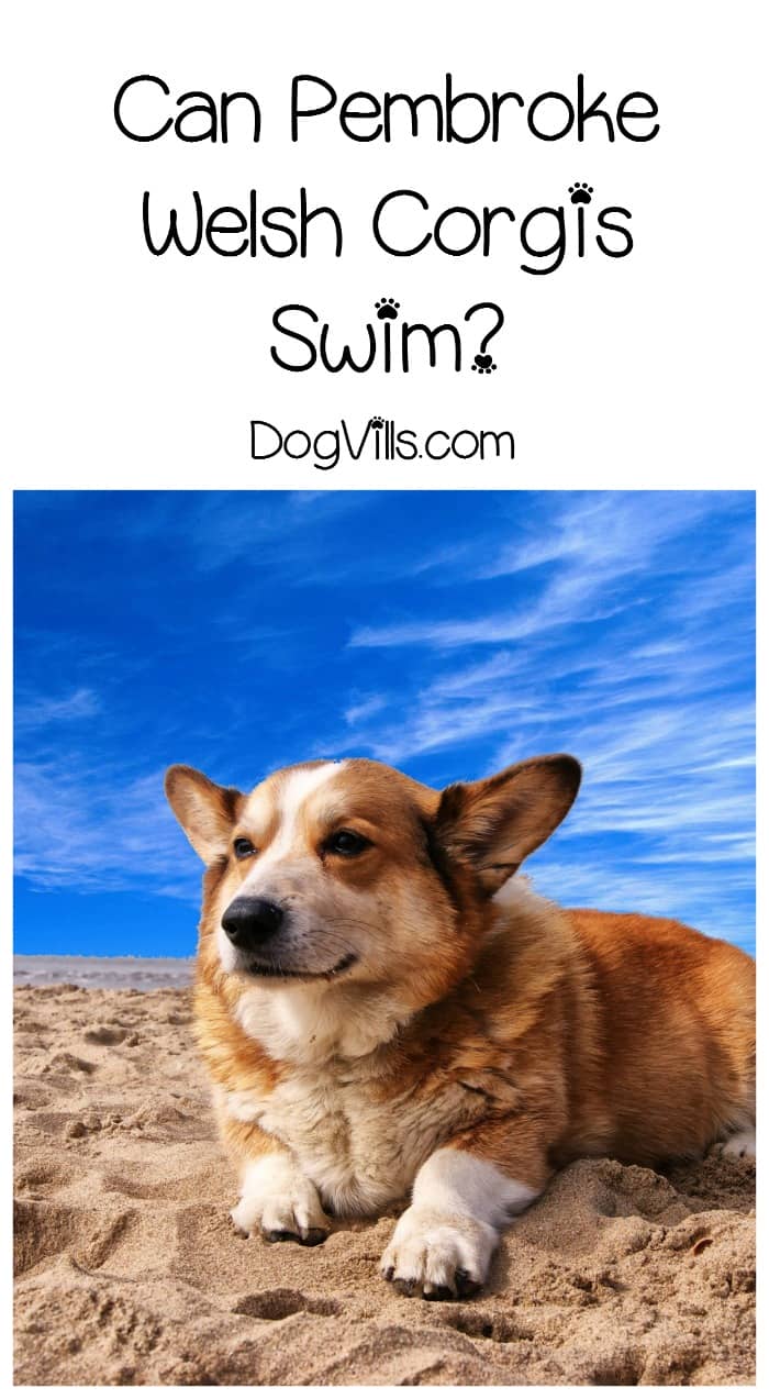 are corgis water dogs