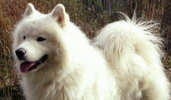 If your idea of a fun Friday night is staying in binging on Netflix, consider adopting one of these 10 best breeds for homebodies! Check them out!