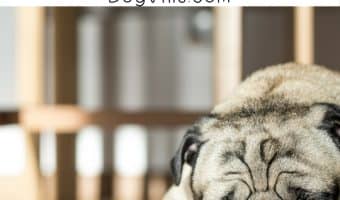 Keep this list of 10 dog-friendly OTC meds that you can use for your dog handy for the next time Fido is under the weather. Just remember to check with your vet first!