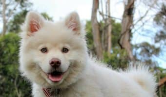 It’s Cute dog picture day! This week, we’re celebrating the (in)famous selfie with 12 dogs who definitely take better selfies than we dog! Check them out!