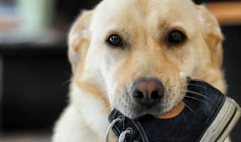 Sometimes your dog is so obviously guilty, you just can't help but laugh...and snap a pic! Check out 12 cute dog pictures of guilty pups!