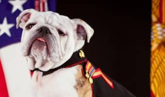 If you are searching for a patriotic name for your puppy, look no further. Here are 15 patriotic dog names that show your love for your country.