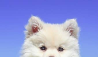 Dogs are always adorable, but these cute dog pictures are just insanely darling! Check out 15 times dogs were cuter than normal! You'll be happy you did!