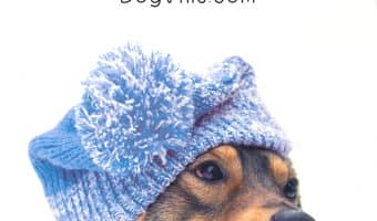 Don’t let bad weather keep you from getting out and about with Fido! Check out these four surprising places to take your dog on a rainy day!