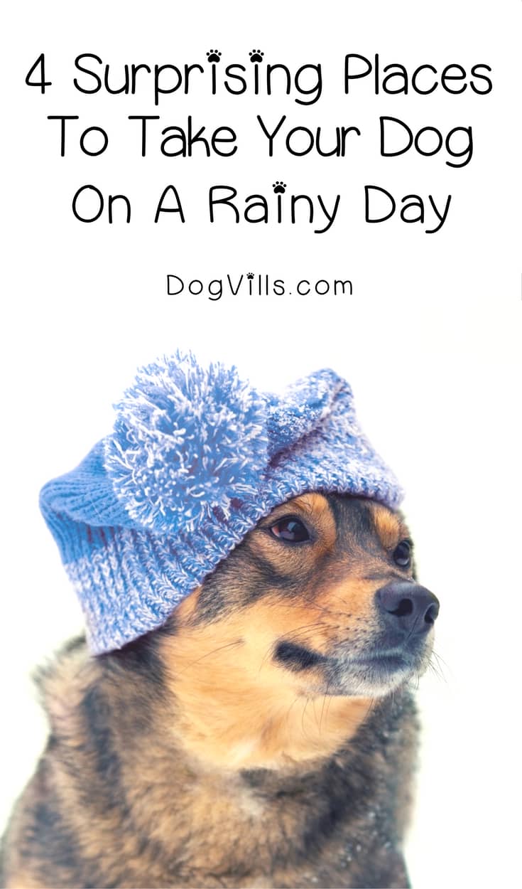 4 Surprising Places to Take Your Dog on a Rainy Day DogVills