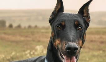 All dogs are gorgeous in their own way, but some are just incredibly elegant. Check out our picks for the top five most graceful dog breeds!