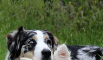 Yes, there actually is a right and a wrong way to socialize a pooch! Make sure you’re not making these 5 common dog socialization mistakes!