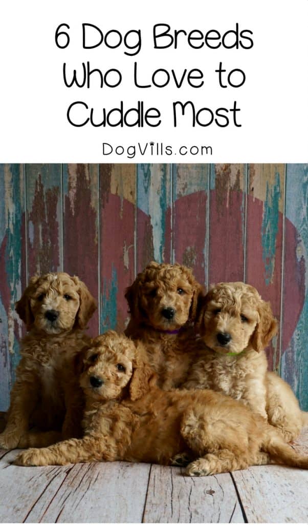 Which Dog Breeds Enjoys Cuddling the Most? - DogVills