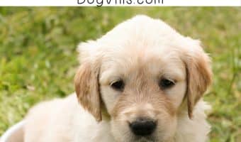 6 Dog friendly restaurants in North America you should visit