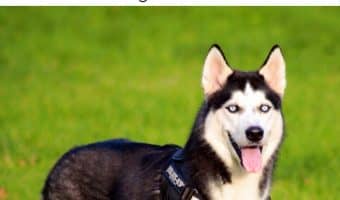 Want a pup that loves working out as much as you do? Check out 8 of the best dog breeds for an exercise enthusiast!