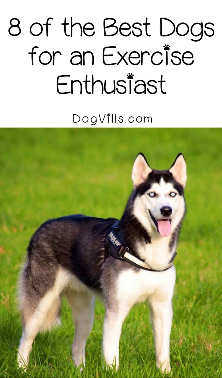 8 of the Best Dog Breeds for Exercise Enthusiasts DogVills