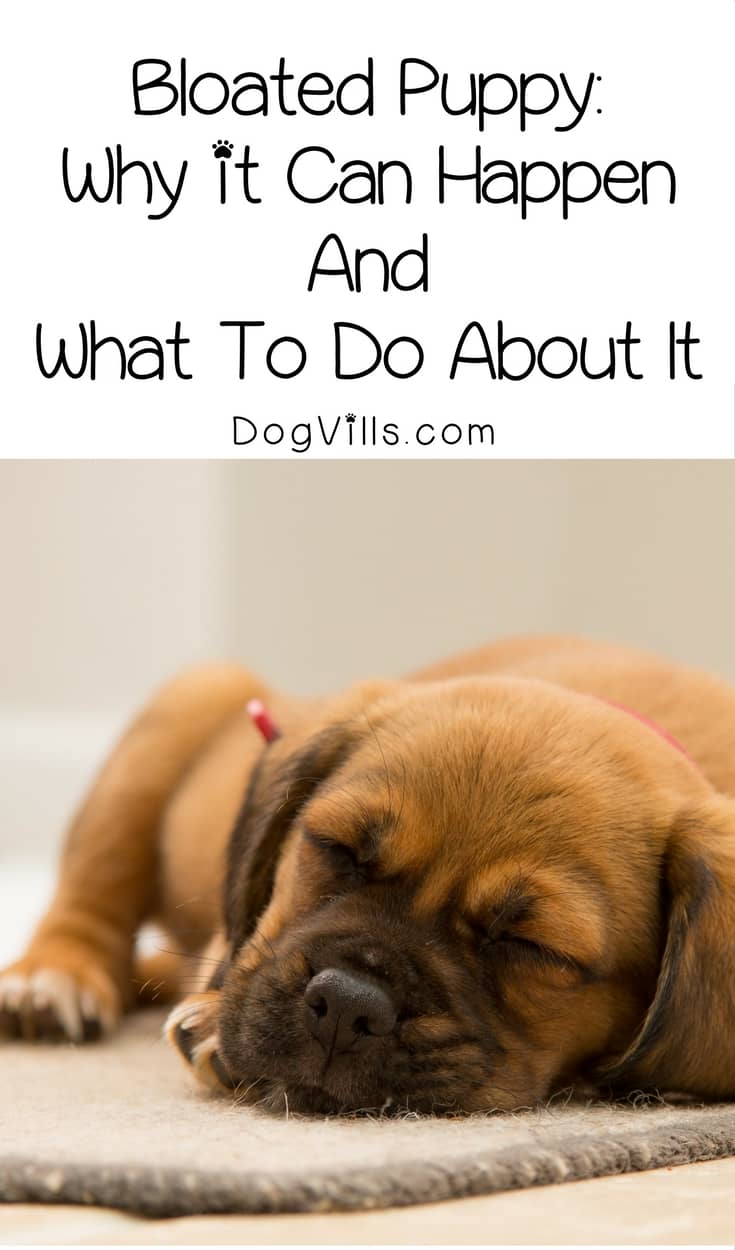 why do puppies stomachs bloat after eating