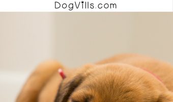 Got a bloated puppy? Here is why it can happen and dog health tips for how to get it under control. Check it out!